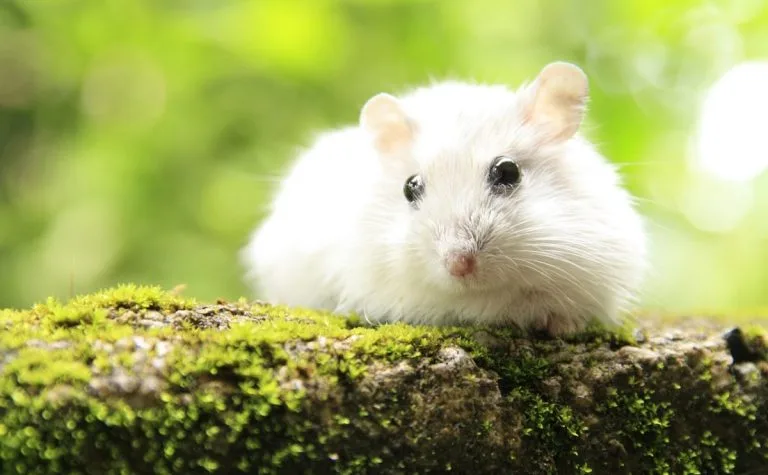 Are Hamster Balls Safe? What to Know for Your Pet