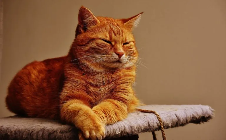 What Is Catnip? A Guide to Your Cat’s Favorite Treat