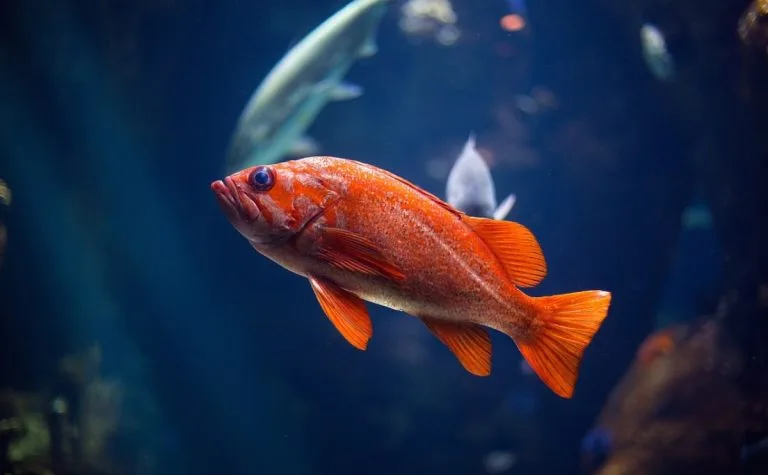 The 30 Best Saltwater Fish for Your Tank