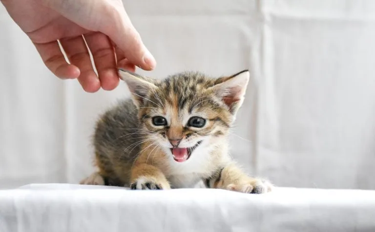 Added micronutrients in my cat’s food?